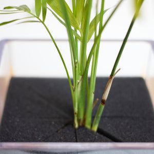 【土を使わない観葉植物】テーブルプランツ キューブ (Table Plants CUBE) アウトレット