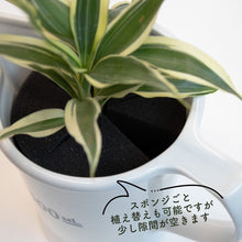 画像をギャラリービューアに読み込む, 【土を使わない観葉植物】 テーブルプランツ(Table Plants) ポーセリンジャグ+Waterセット
