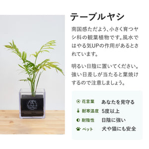 【土を使わない観葉植物】テーブルプランツ キューブ (Table Plants CUBE) アウトレット