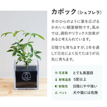 画像をギャラリービューアに読み込む, 【土を使わない観葉植物】テーブルプランツ キューブ (Table Plants CUBE) アウトレット
