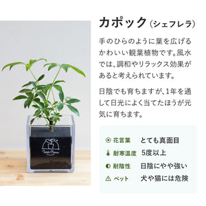 【土を使わない観葉植物】テーブルプランツ キューブ (Table Plants CUBE) アウトレット