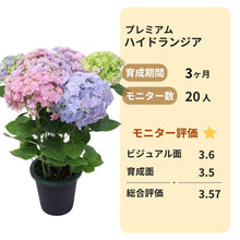 画像をギャラリービューアに読み込む, 【三ツ星品質】プレミアム ハイドランジア 3.5号 2ポットセット
