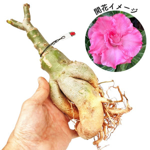 【限定100個】アデニウム 抜き苗（裸株）