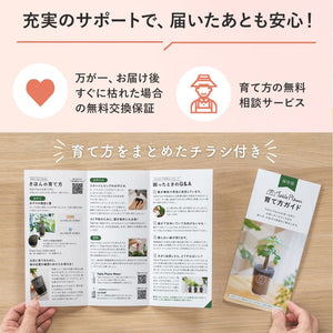 【母の日ギフト】土を使わない観葉植物 テーブルプランツ(Table Plants)アンスリウム×ブリキポットセット