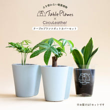 画像をギャラリービューアに読み込む, 【土を使わない観葉植物】テーブルプランツ (Table Plants) レザーポットカバーセット
