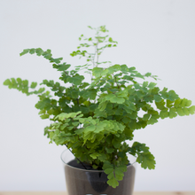 画像をギャラリービューアに読み込む, 【土を使わない観葉植物】テーブルプランツ(Table Plants) アジアンタム
