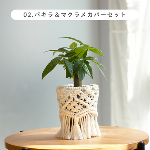 【土を使わない観葉植物】テーブルプランツ (Table Plants) マクラメカバーセット