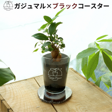 画像をギャラリービューアに読み込む, 【土を使わない観葉植物】 テーブルプランツ(Table Plants) ×カラフルCRYSTAL COASTERセット
