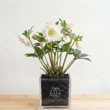 画像をギャラリービューアに読み込む, *2月中旬予約開始予定【ボタニカルソイル鉢花】テーブルプランツ(Table Plants) クリスマスローズダブル 花色おまかせ
