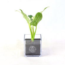 画像をギャラリービューアに読み込む, 【土を使わない観葉植物】テーブルプランツ(Table Plants CUBE) フィロデンドロン
