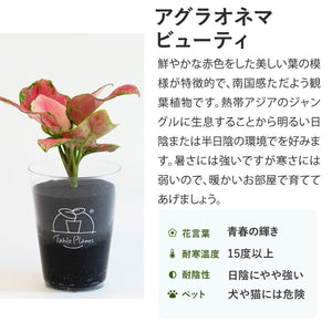 【母の日ギフト】テーブルプランツ(Table Plants) アグラオネマ+鉢カバーセット／土を使わない観葉植物