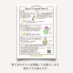 【再入荷】苔玉さくら(旭山桜)