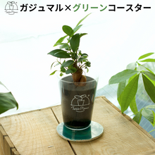 画像をギャラリービューアに読み込む, 【土を使わない観葉植物】 テーブルプランツ(Table Plants) ×カラフルCRYSTAL COASTERセット
