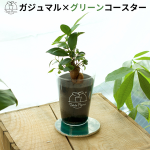 【土を使わない観葉植物】 テーブルプランツ(Table Plants) ×カラフルCRYSTAL COASTERセット