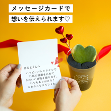画像をギャラリービューアに読み込む, 【土を使わない観葉植物】テーブルプランツ（Table Plants）ハートホヤ バレンタインセット数量限定
