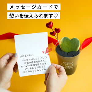 【土を使わない観葉植物】テーブルプランツ（Table Plants）ハートホヤ バレンタインセット数量限定