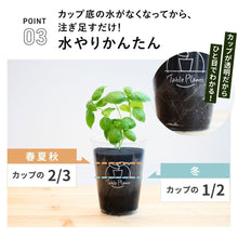 画像をギャラリービューアに読み込む, 【土を使わないハーブ】バジル　Table Plants(テーブルプランツ)
