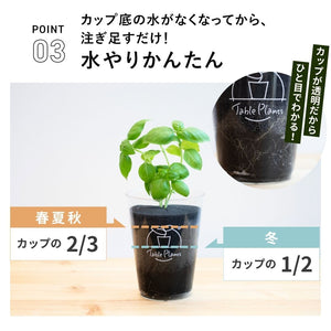 【土を使わないハーブ】バジル　Table Plants(テーブルプランツ)