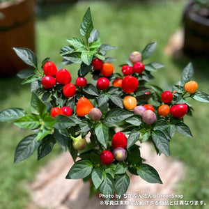 【限定24セット】五色トウガラシ・ぽこあぽこ 3種セット ※予約商品:7/13まで 出荷予定:7/18
