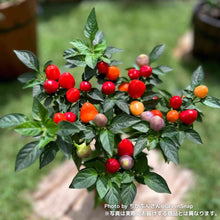 画像をギャラリービューアに読み込む, 【ボタニカルソイルCUP観葉】テーブルプランツ(Table Plants) 五色トウガラシMIX
