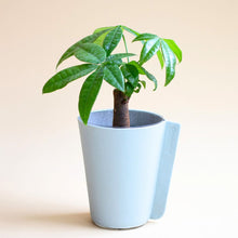 画像をギャラリービューアに読み込む, 【土を使わない観葉植物】テーブルプランツ (Table Plants) レザーポットカバーセット
