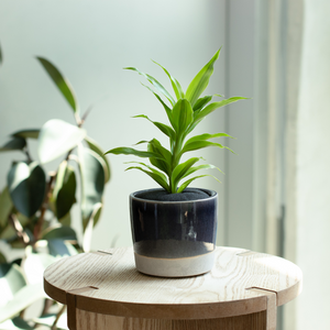 【土を使わない観葉植物】カラー グレイズド ポット カバーセット (2号相当)　※テーブルプランツ(Table Plants)アレンジ