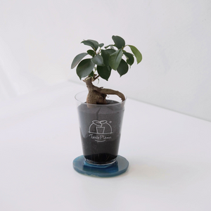 【土を使わない観葉植物】 テーブルプランツ(Table Plants) ×カラフルCRYSTAL COASTERセット