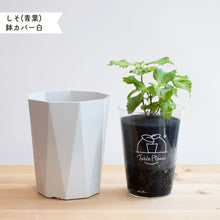 画像をギャラリービューアに読み込む, 【土を使わないハーブ】しそ(紫蘇)　Table Plants(テーブルプランツ)
