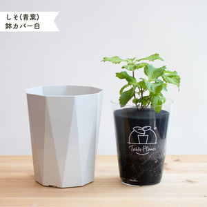【土を使わないハーブ】しそ(紫蘇)　Table Plants(テーブルプランツ)