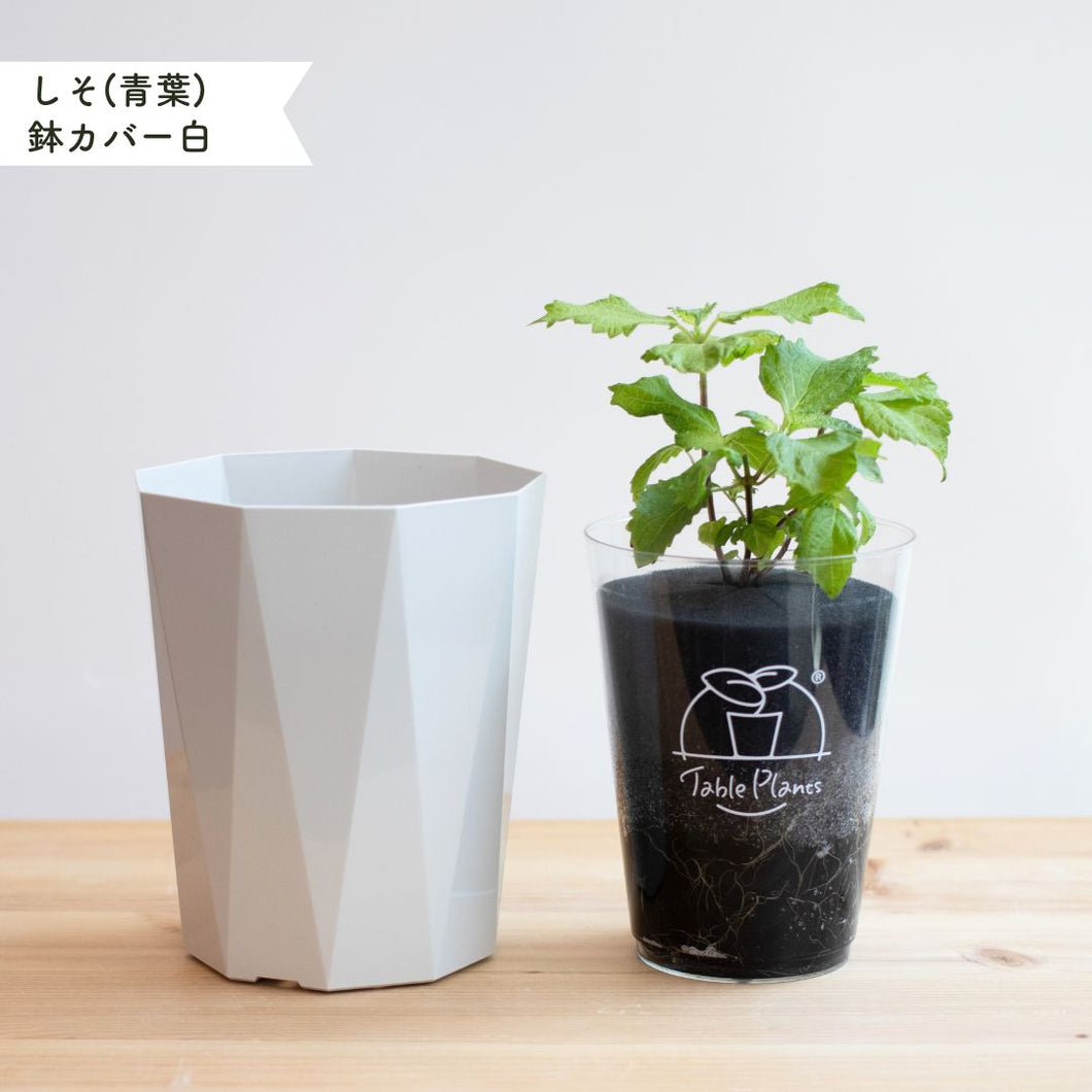 【土を使わないハーブ】しそ(紫蘇)　Table Plants(テーブルプランツ)