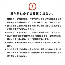 画像をギャラリービューアに読み込む, 【土を使わないハーブ】バジル　Table Plants(テーブルプランツ)
