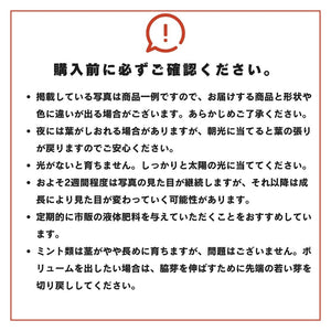 【土を使わないハーブ】バジル　Table Plants(テーブルプランツ)