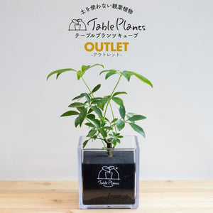 【土を使わない観葉植物】テーブルプランツ キューブ (Table Plants CUBE) アウトレット