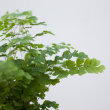 画像をギャラリービューアに読み込む, 【土を使わない観葉植物】テーブルプランツ(Table Plants) アジアンタム
