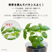 画像をギャラリービューアに読み込む, 【土を使わないハーブ】バジル　Table Plants(テーブルプランツ)
