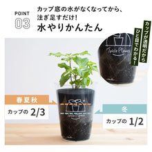 画像をギャラリービューアに読み込む, 【土を使わないハーブ】2種のしそ(紫蘇)セット　Table Plants(テーブルプランツ)
