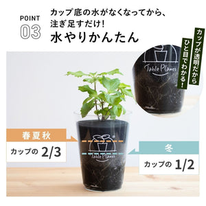 【土を使わないハーブ】2種のしそ(紫蘇)セット　Table Plants(テーブルプランツ)