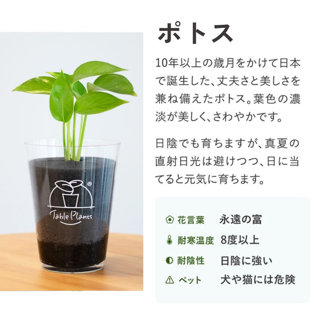 【土を使わない観葉植物】テーブルプランツ(Table Plants) ポトス