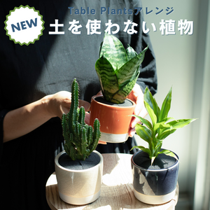 【土を使わない観葉植物】カラー グレイズド ポット カバーセット (2号相当)　※テーブルプランツ(Table Plants)アレンジ