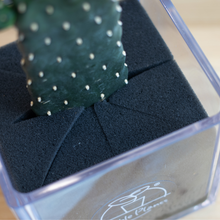 画像をギャラリービューアに読み込む, 【土を使わないサボテン】テーブルプランツキューブ(Table PlantsCUBE)  スミエボシ
