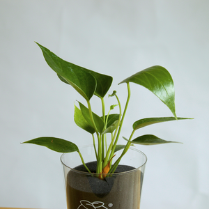 【土を使わない観葉植物】テーブルプランツ(TablePlants) アンスリウム ※数量限定 カラー