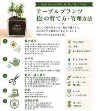 画像をギャラリービューアに読み込む, テーブルプランツ(Table Plants)　ボタニカルソイル【CUBE】松｜ボタニカルソイルで土いらず、食卓＆デスクを和の癒し空間に
