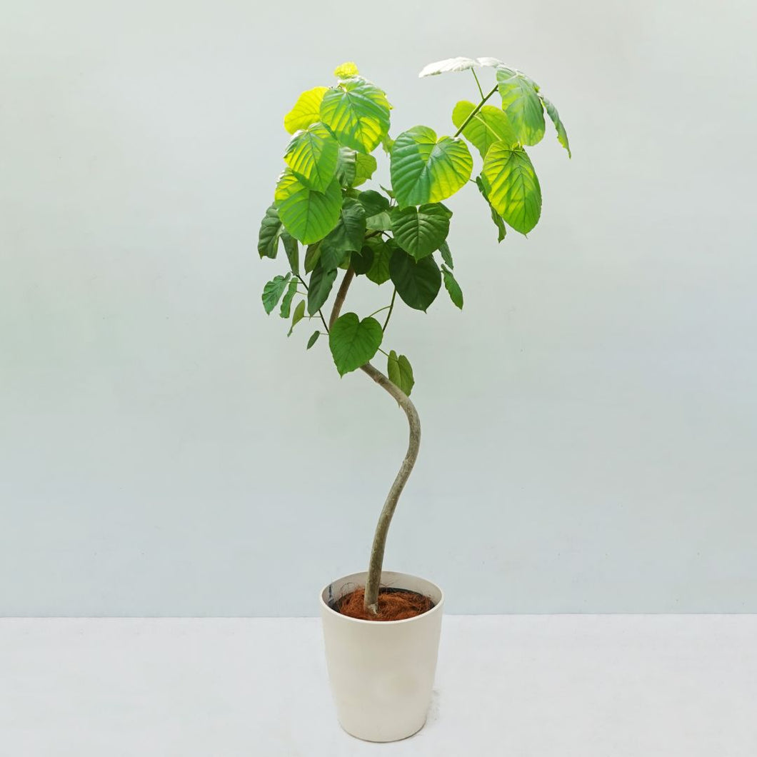 【一点物】フィカス・ウンベラータ 8号 沖縄の観葉植物 高さ約150cm No.568