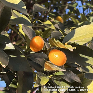 【限定30鉢】実付き種なし金柑・ぷちまる(キンカン) 6号 ※予約商品:10/26まで 出荷予定:10/31