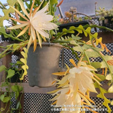 画像をギャラリービューアに読み込む, フィッシュボーン・カクタス 5号 吊鉢　
