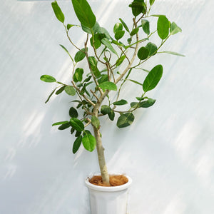 【一点物】フィカス・ベンガレンシス 10号 沖縄の観葉植物 高さ約160〜170cm No.205