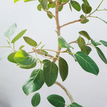 画像をギャラリービューアに読み込む, 【一点物】フィカス・ベンガレンシス 8号 高さ約150cm 沖縄の観葉植物  No.541
