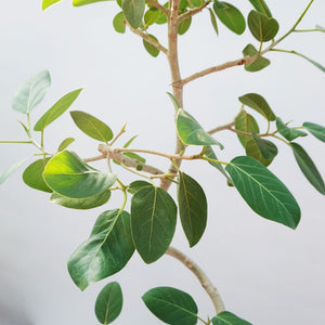 【一点物】フィカス・ベンガレンシス 8号 高さ約150cm 沖縄の観葉植物  No.541