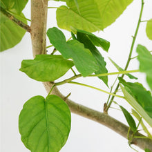 画像をギャラリービューアに読み込む, 【一点物】フィカス・ウンベラータ 8号 沖縄の観葉植物 高さ約130cm No.567
