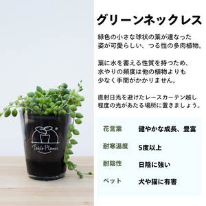 【土を使わない観葉植物】つる性テーブルプランツ(Table Plants) グリーンネックレス